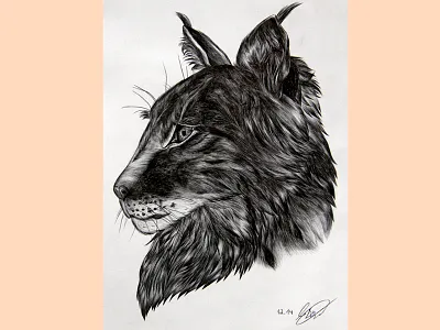 Lynx illustration animal biro fineart fur head illustration lynx realistic