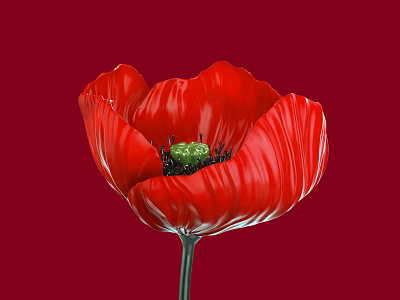 Poppy 3d flower isolated poppy red