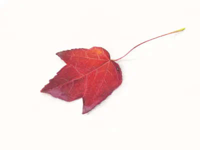 Autumn leaf autumn botanical fall illustration leaf maple pencil watercolour