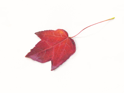 Autumn leaf autumn botanical fall illustration leaf maple pencil watercolour