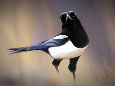 Bird bird illustration nature