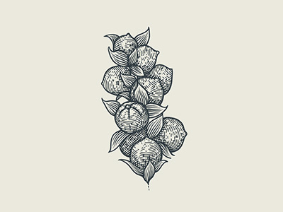 Frutos illustration vector