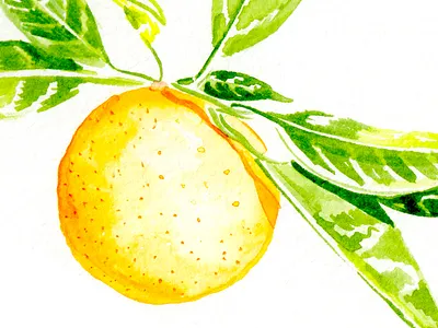 Sweet little orange orange watercolor