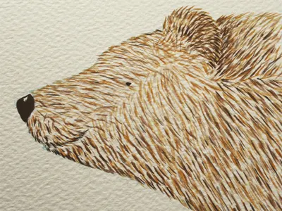 Watercolours bear cute illustration rough watercolour wip