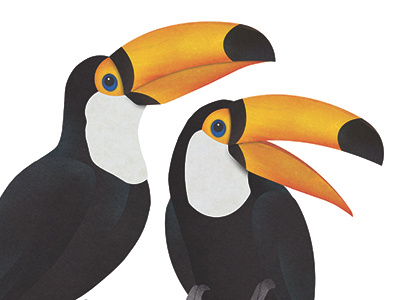 Toucans birds collage digital rainforest toucan