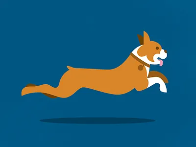 Boston Terrier 5k boston boston terrier dog pup running terrier