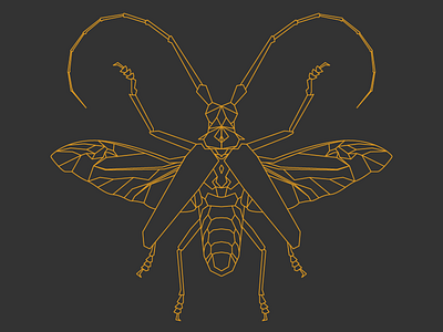 Batocera Hercules bug display gold illustration insect line line art vector