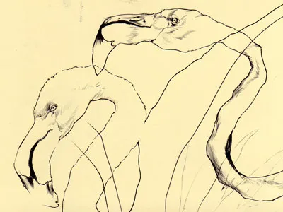 bestiary: greater flamingo bestiary drawing flamingo greater