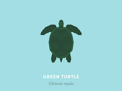 Green sea turtle animal animal kingdom design geometry illustration minimal minimalism nature reptile sea turtle wildlife