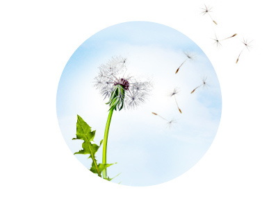 Dandelion dandelion flower icon illustration