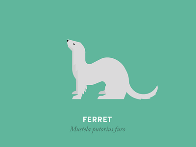 Ferret animal animal kingdom design ferret geometry illustration minimal minimalism nature wildlife