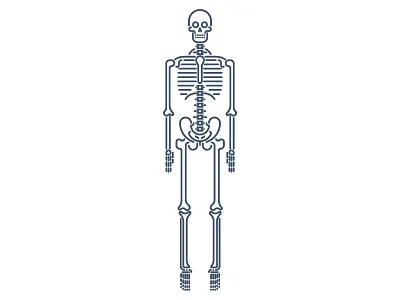 Skeleton bones illustration monowidth skeleton skull vector
