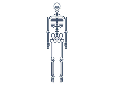 Skeleton bones illustration monowidth skeleton skull vector