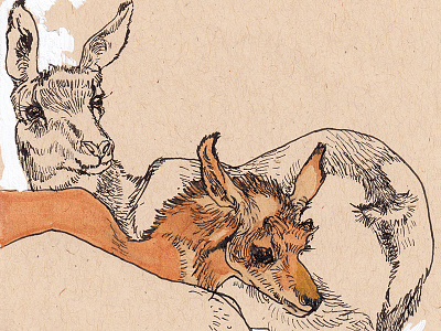 Female Pronghorns amnh animal illustration ink pronghorn