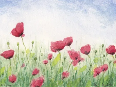 Field of Poppies anzac australia gallipoli illustration poppies watercolor