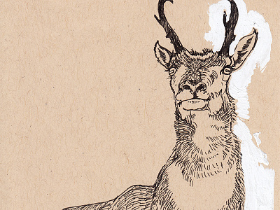 Male Pronghorn antelope derp illustration ink natural history pronghorn