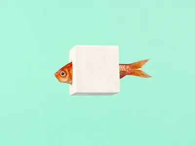 Fish Plaster 3d design animal art cube design fine arts fish illustration monique goossens photography plaster weird