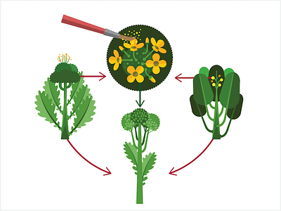 Hybrid Seeds broccoli broccolini plants seeds