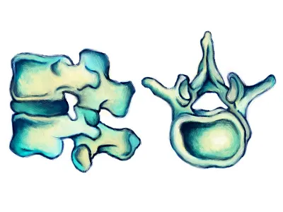 Vertebrae bones illustration spine vertebrae