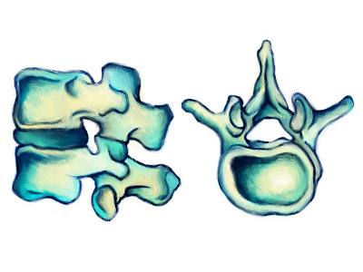 Vertebrae bones illustration spine vertebrae