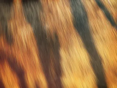 Tiger 4d animal cat cinema fur hair textura texture tiger