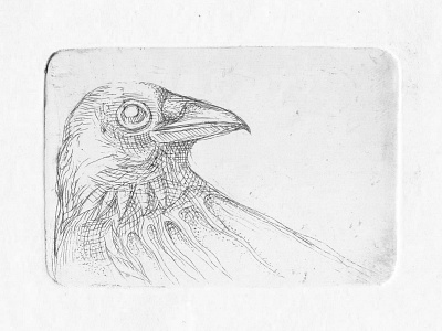 Crow etching illustration