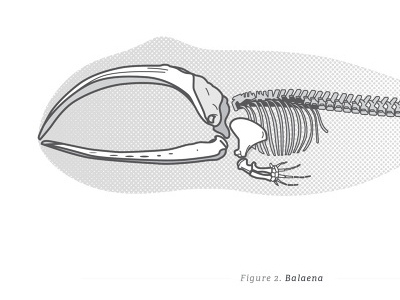 Balaena balaena book illustration science