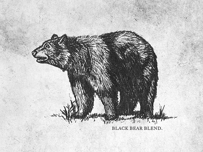 Black Bear Blend bear black bear blend coffee drawing