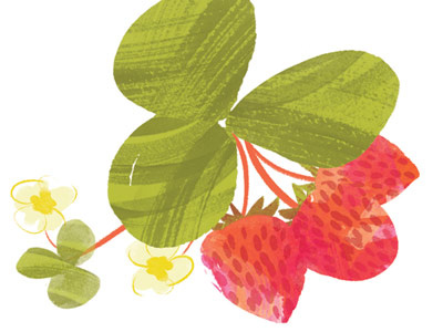 Charlotte Home+Garden spots berry editorial food illustration fruit garden illustration local strawberry