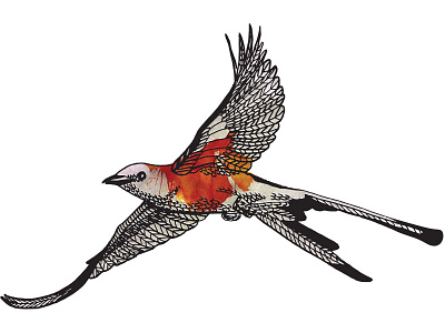 Scissortail Drawing animals copic illustration ink oklahoma pen