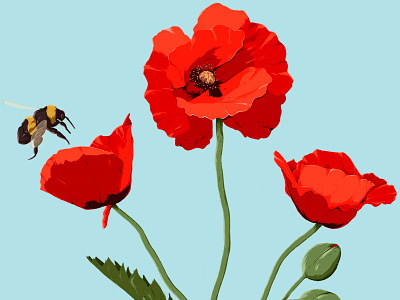 Poppy art bee bumble bee flower illustration insect nature poppy