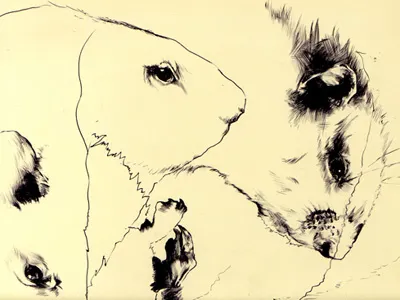 Bestiary: Groundhog bestiary drawing groundhog