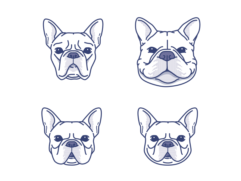 s'up frenchie bulldog dog french bulldog frenchie puppy