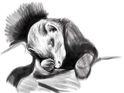 Pencil Brush Practice: Dewey digital ferret illustration pencil brush photoshop