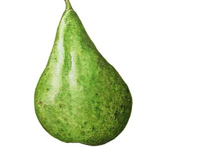 pear branding fruits gelato green lustration pear watercolor
