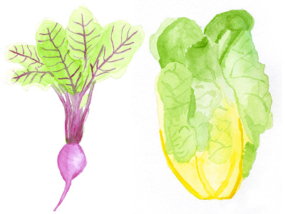 So fresh, so green beets chicago farmers market lettuce produce watercolor