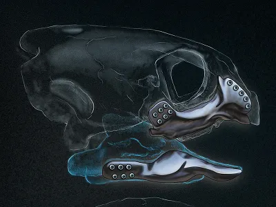3D Printed Turtle Jaw 3d printing animal illustration medical prosthesis prosthetic technical turtle x ray