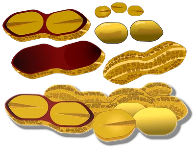 A Peanut Study affinity peanut svg