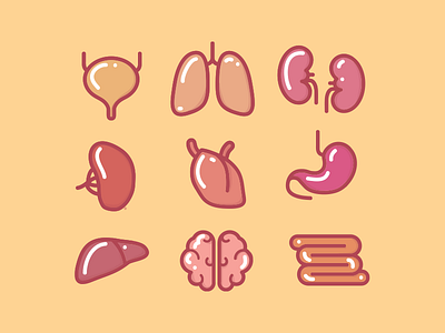 Organs brain flat flatdesign heart icons illustration illustrator kidney logo organs stickers vector