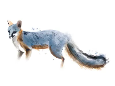 Urocyon Cinereoargenteus icons illustration infographics nature watercolor
