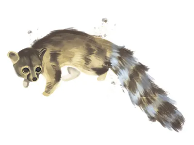 Bassariscus Astutus icons illustration infographics nature watercolor