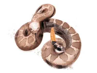 Crotalus Atrox icons illustration infographics nature watercolor
