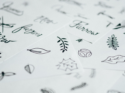 The Furrow Icon branch brand creative handdrawn icon ideas illustration leaves logo process