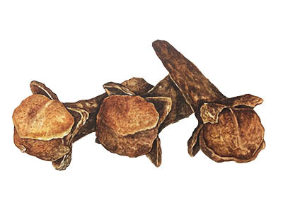 Watercolor Cloves brown cloves food illustration spices watercolor