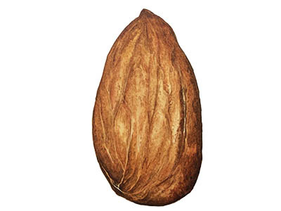 Almond food illustration nuts watercolor illustration