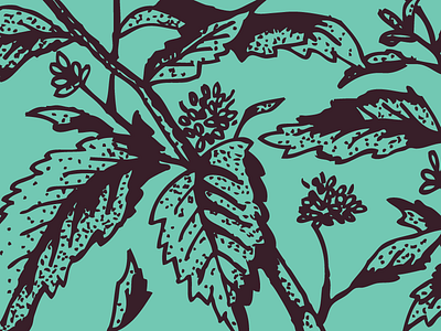 Distilling Botanicals botanical design distillery handmade illustration leaves peppermint plant vancouver