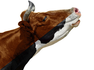 How Now Brown Cow cow editing photo manipulation photoshop