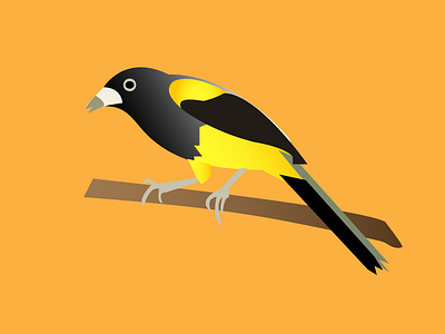 Oriole PR birds elyunque illustration puertorico