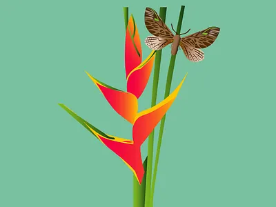 False Bird of Paradise flower illustration puertorico