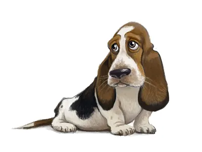Puppy basset hound puppy